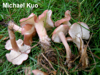 Calocybe carnea