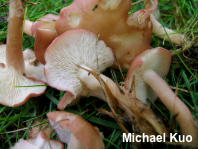 Calocybe carnea