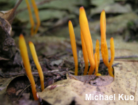 Clavulinopsis laeticolor