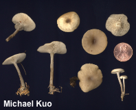 Clitocybe acerba