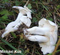 Clitocybe densifolia