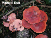 Clitocybe flaccida