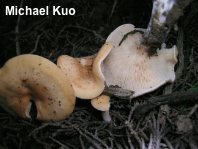 Clitocybe flaccida