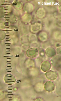 Clitocybe flaccida