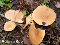 Clitocybe flaccida