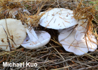 Clitocybe glaucocana