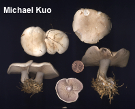 Clitocybe glaucocana