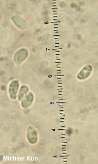 Clitocybe nebularis