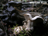 Clitocybe sclerotoidea