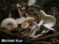 Clitocybe subcanescens