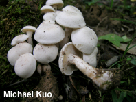 Clitocybe subconnexa