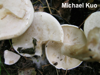 Clitocybe subconnexa