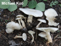 Clitocybe subconnexa