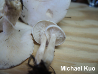 Clitocybe subconnexa