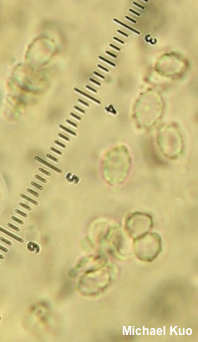 Clitocybe subconnexa