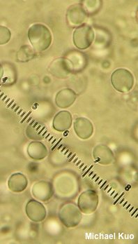 Clitocybula abundans