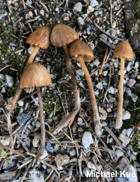 Conocybe semiglobata