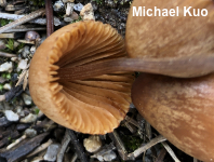 Conocybe semiglobata