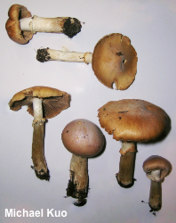 Cortinarius caperatus