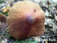 Cortinarius corrugatus