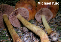 Cortinarius corrugatus