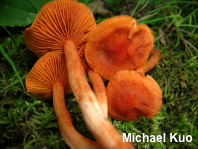 Cortinarius hesleri