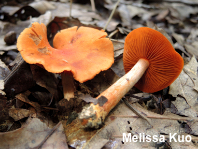 Cortinarius hesleri