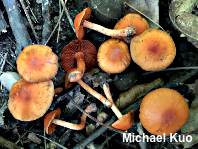 Cortinarius hesleri