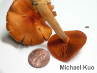 Cortinarius hesleri