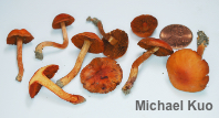 Cortinarius hesleri