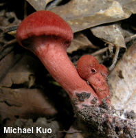 Cortinarius marylandensis