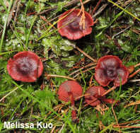 Cortinarius sanguineus