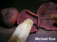 Cortinarius smithii