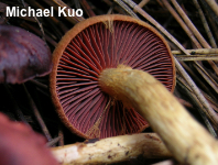 Cortinarius smithii