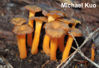 Craterellus lutescens