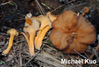 Craterellus lutescens