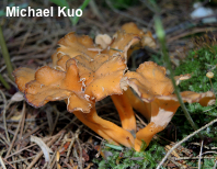 Craterellus lutescens