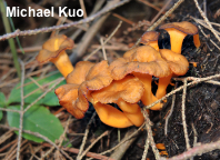 Craterellus lutescens