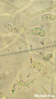 Dacrymyces capitatus