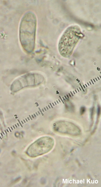 Dacrymyces minor