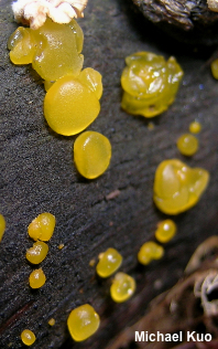 Dacrymyces stillatus