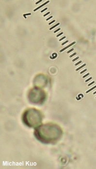 Dacrymyces stillatus