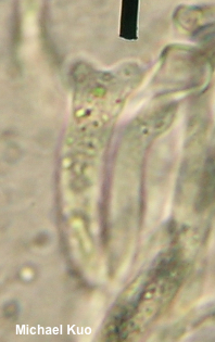 Dacrymyces stillatus