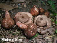 Geastrum morganii