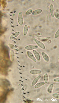 Gelatinopsis geoglossi