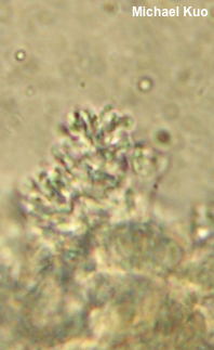 Gymnopus androsaceus