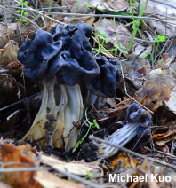 Helvella dryophila