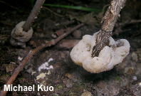 Helvellosebacina concrescens