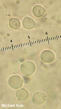 Hydnum aerostatisporum