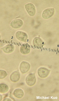 Hydnum subtilior